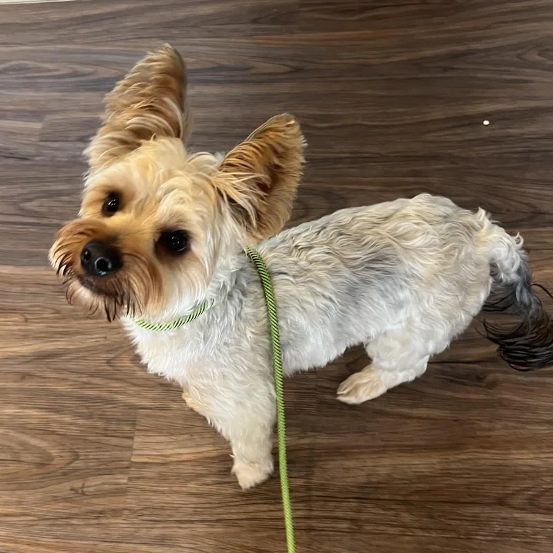 An adult small-sized male Yellow / Tan / Blond / Fawn Yorkshire Terrier dog named Shadow AKA Koko for adoption in LOXAHATCHEE, FL
