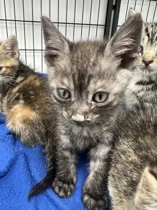 A baby small-sized male Domestic Short Hair cat named Tommy for adoption in Cumming, GA