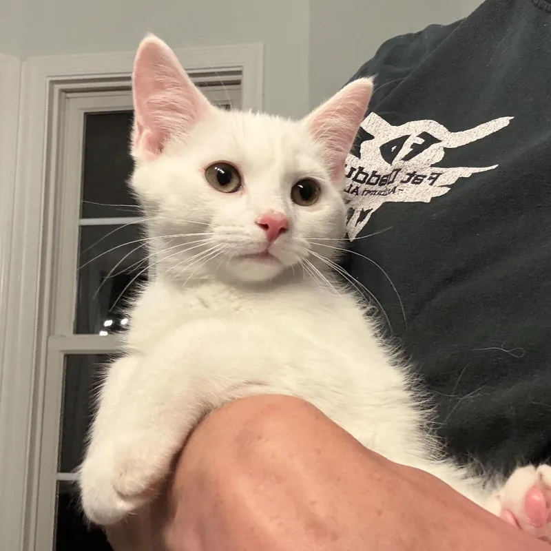 A baby small-sized male White Domestic Short Hair cat named Bowie in Stevensville for adoption in Alexandria, VA