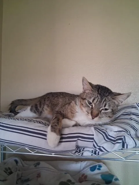 A young medium-sized female Domestic Short Hair cat named Ally for adoption in Hot Springs, SD