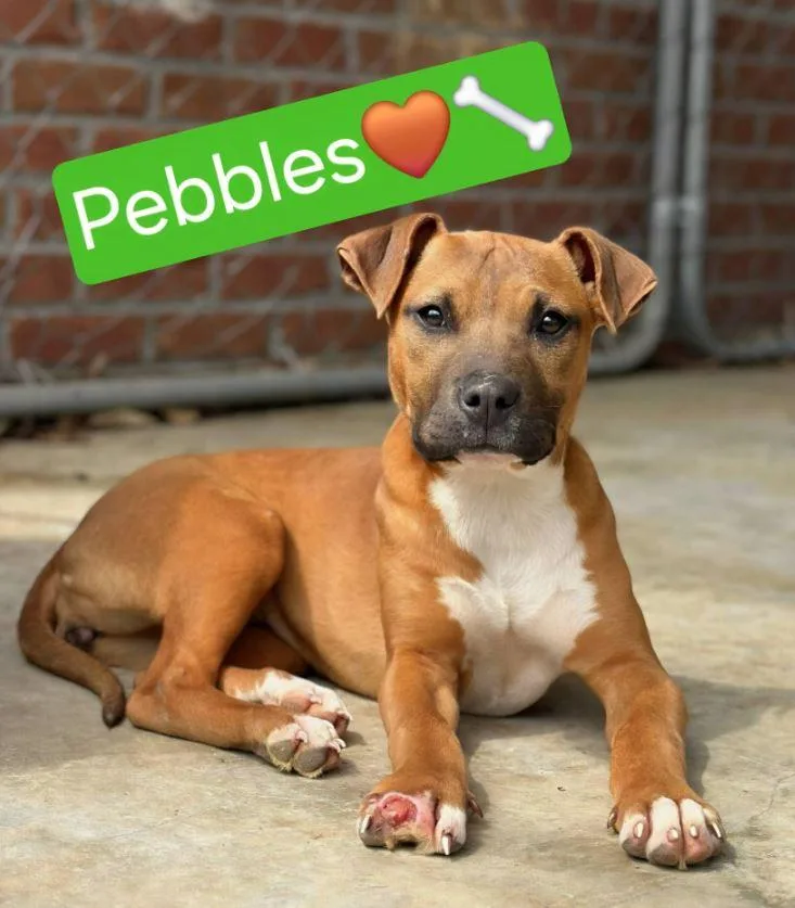 A baby medium-sized female Tricolor (Brown, Black, & White) Pit Bull Terrier dog named Pebbles for adoption in Clarksville, VA
