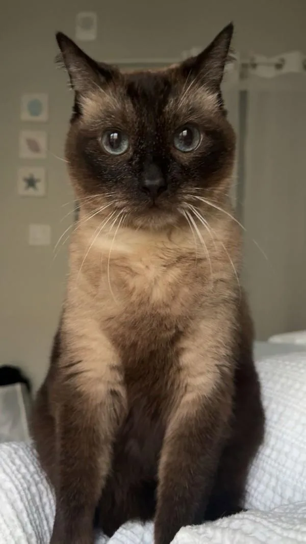 A senior large-sized male Domestic Short Hair cat named Reecees for adoption in San Diego, CA