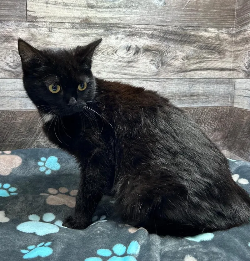 A baby medium-sized female Domestic Short Hair cat named Alanis for adoption in Washington Court House, OH