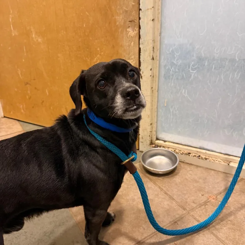 An adult small-sized male Black Mixed Breed dog named Coal for adoption in Chattanooga, TN
