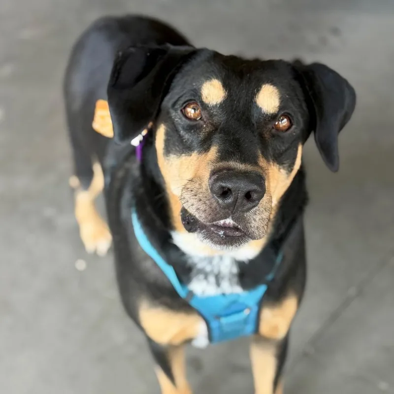 An adult large-sized male Hound dog named Rufus for adoption in Crystal, MN