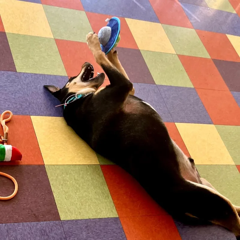 Rufus thumbnail 2