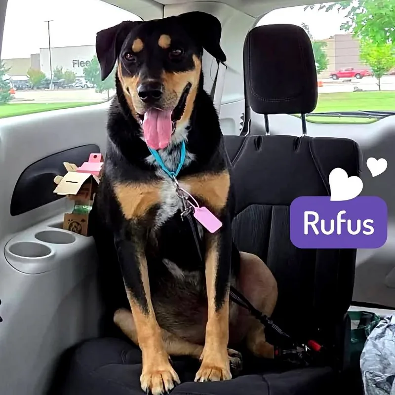 Rufus thumbnail 3