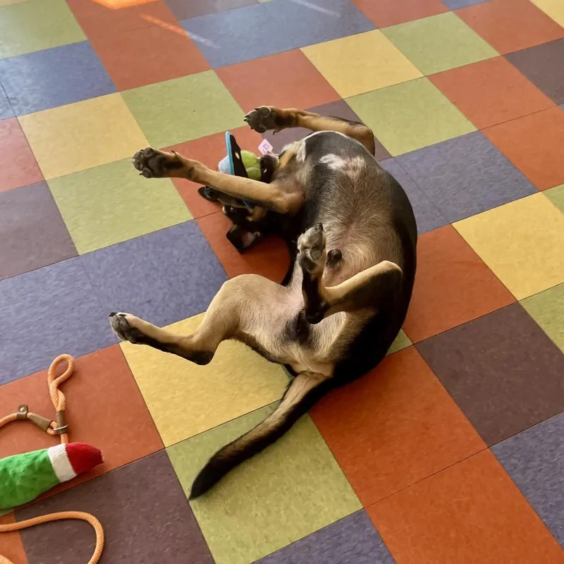 Rufus thumbnail 4
