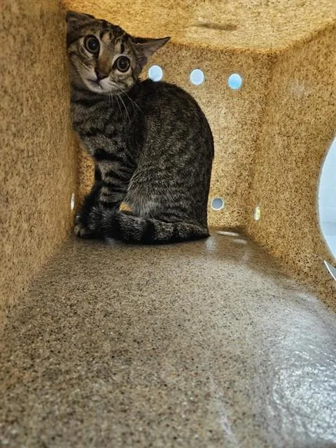 A baby small-sized female Domestic Short Hair cat named Zip for adoption in Corpus Christi, TX