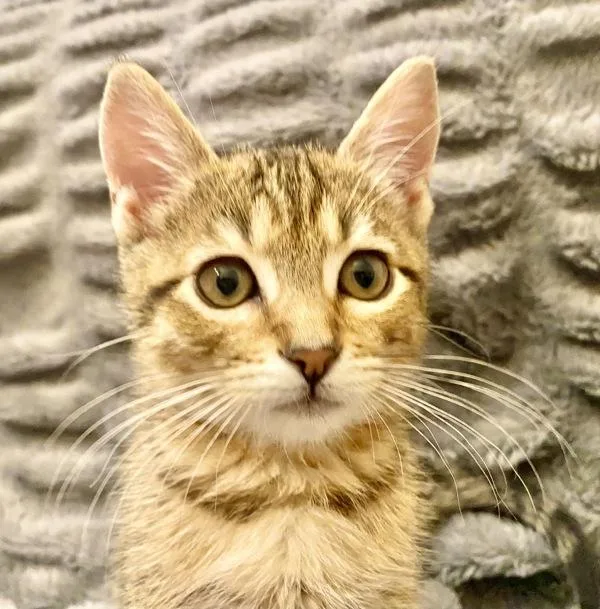 A baby small-sized male Domestic Short Hair cat named Ernie for adoption in Vallejo, CA