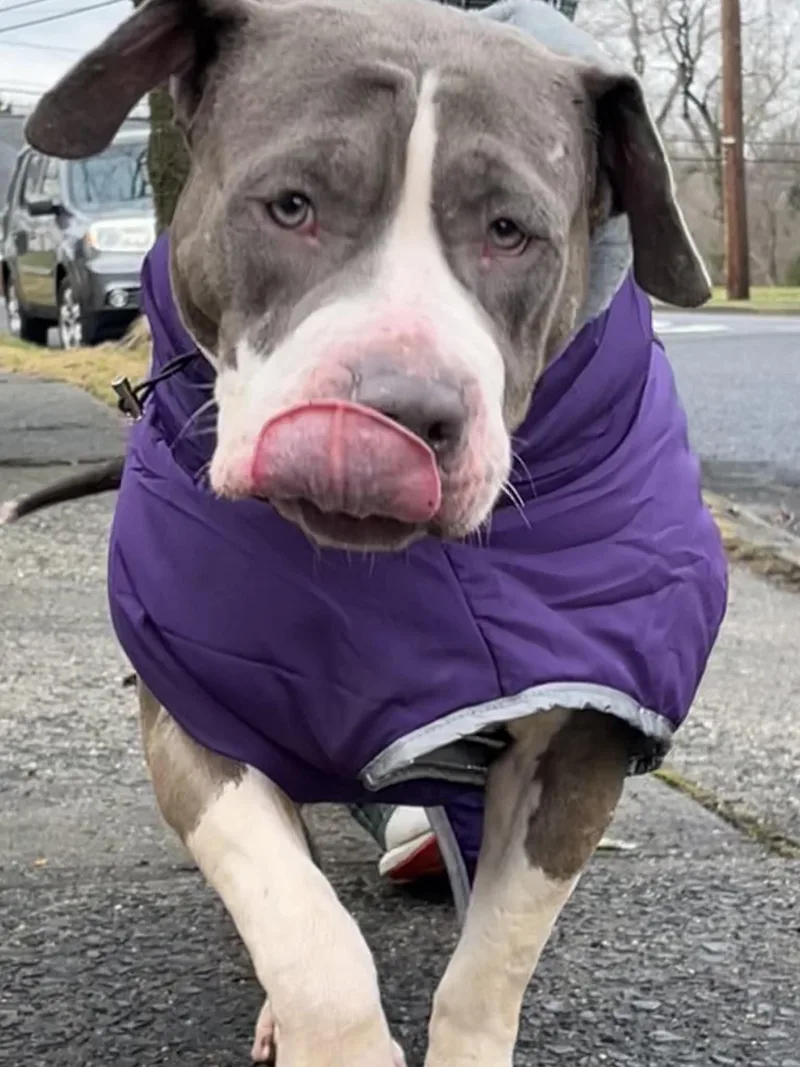 Peanutbutter thumbnail 2