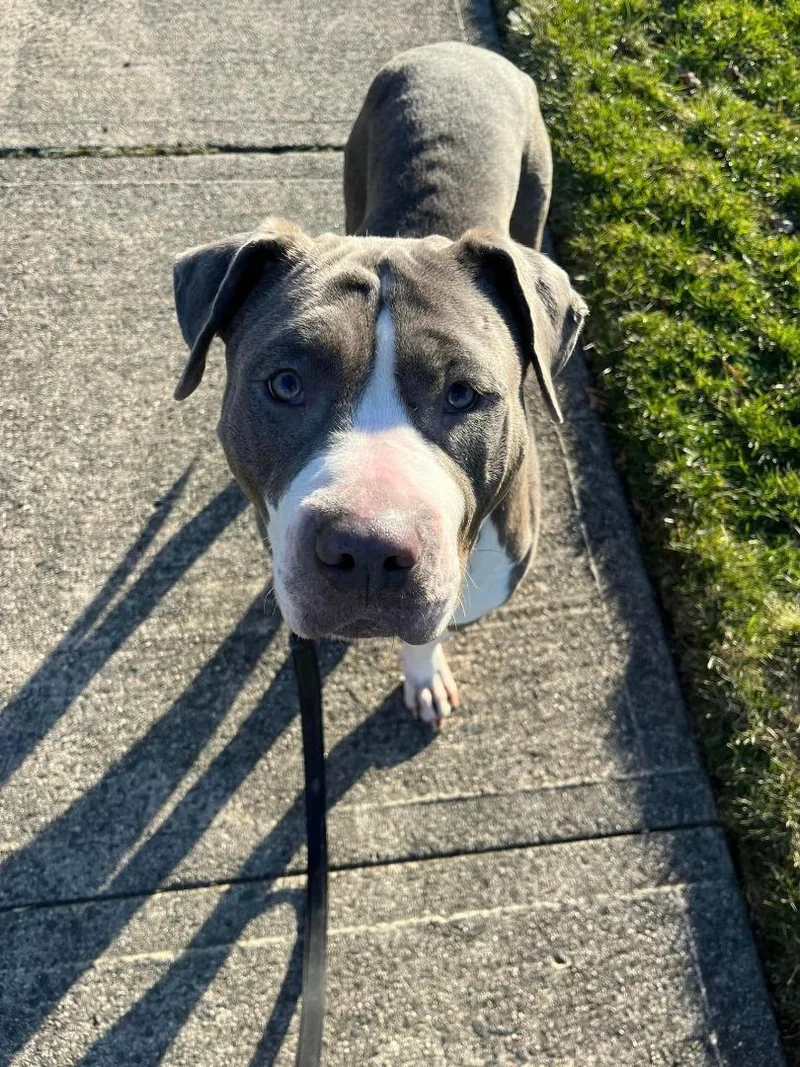 Peanutbutter thumbnail 3