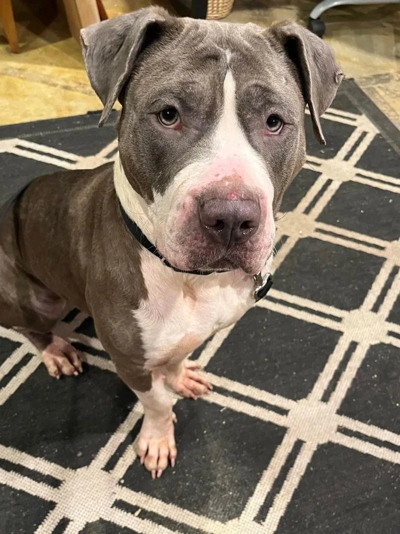 Peanutbutter thumbnail 4