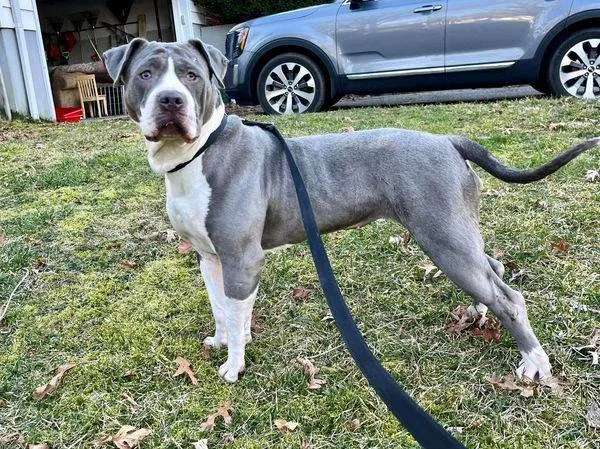 Peanutbutter thumbnail 5