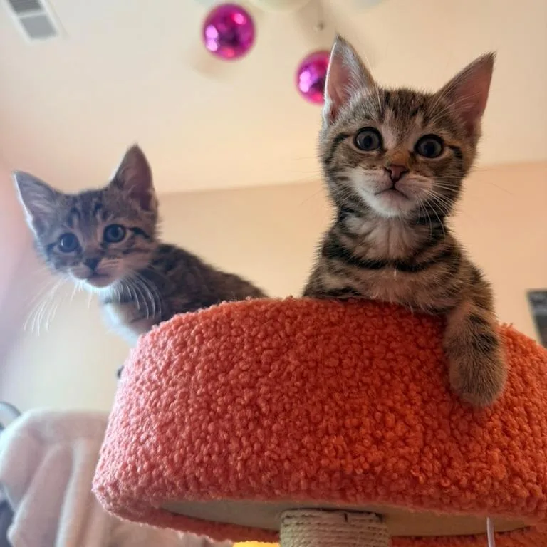 A baby small-sized male Brown / Chocolate Domestic Short Hair cat named Cake Batter for adoption in Charlotte, NC