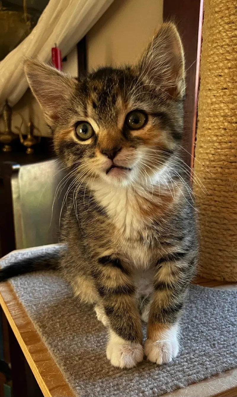 A baby medium-sized female Calico Domestic Short Hair cat named Bella for adoption in Pasco, WA