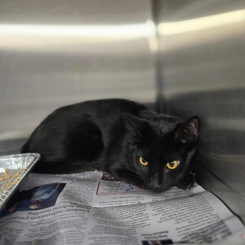 A young medium-sized male Black Domestic Short Hair cat named Tobi for adoption in Pauls Valley, OK