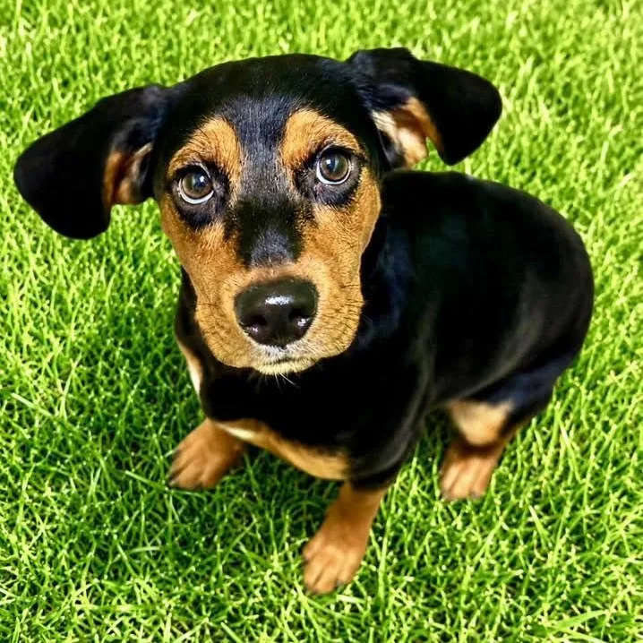 A baby small-sized female Black Hound dog named Cindy Lou for adoption in Battle Creek, MI