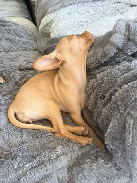 A baby small-sized female Chihuahua dog named Luna for adoption in Ephrata, WA