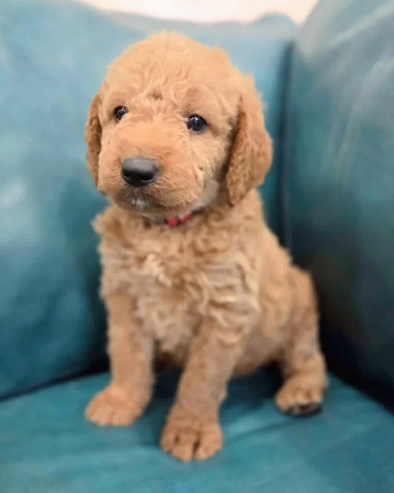A baby large-sized male Golden Retriever dog named Aspen for adoption in Corona, CA