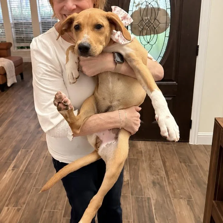 A baby medium-sized female Yellow / Tan / Blond / Fawn Labrador Retriever dog named Caramel for adoption in Liverpool, TX
