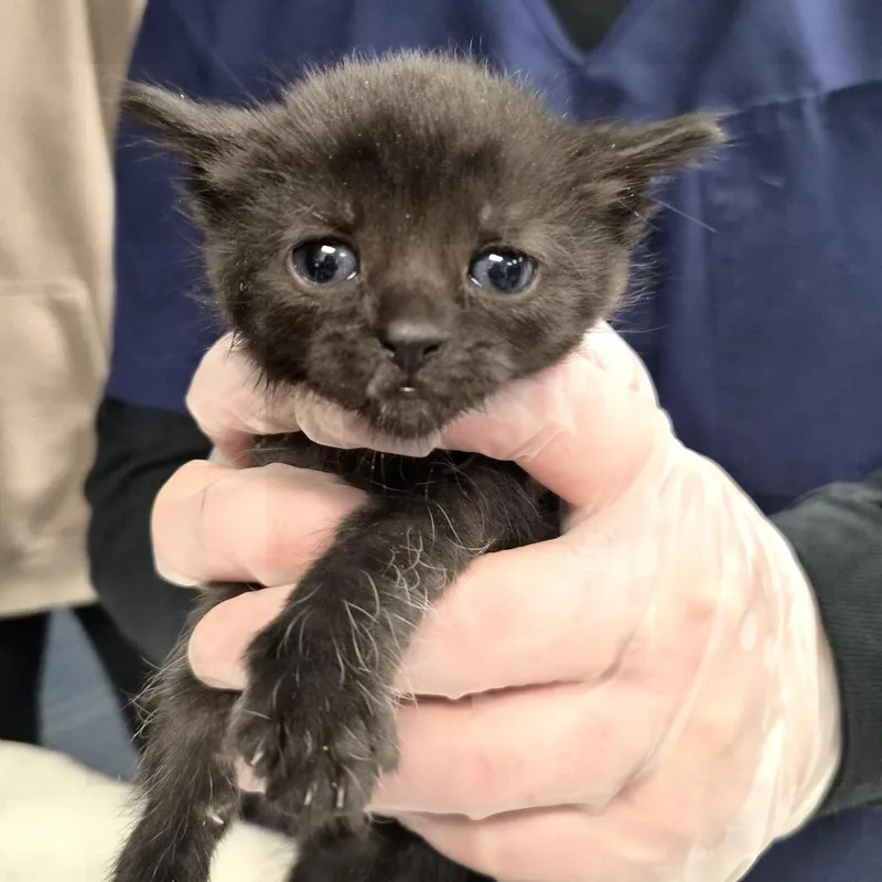 A baby small-sized female Black Domestic Short Hair cat named Milkyway for adoption in Vineland, NJ