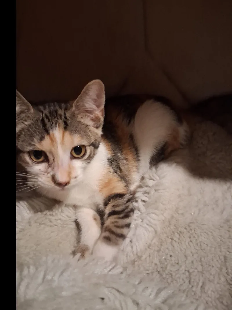 A baby medium-sized female Domestic Short Hair cat named Gypsy for adoption in Oviedo, FL