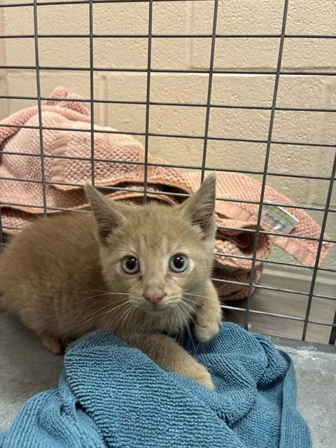 A baby small-sized female Domestic Short Hair cat named Rarity for adoption in Louisville, KY