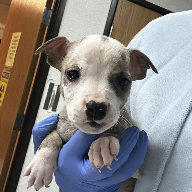 A baby medium-sized female Brindle Mixed Breed dog named Raindrop for adoption in Pensacola, FL
