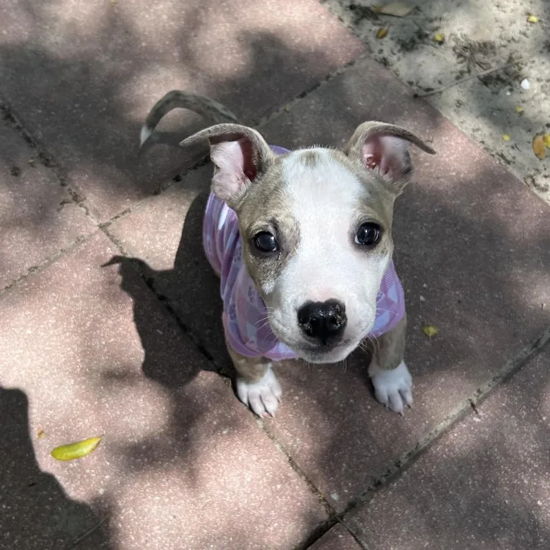 Raindrop thumbnail 3