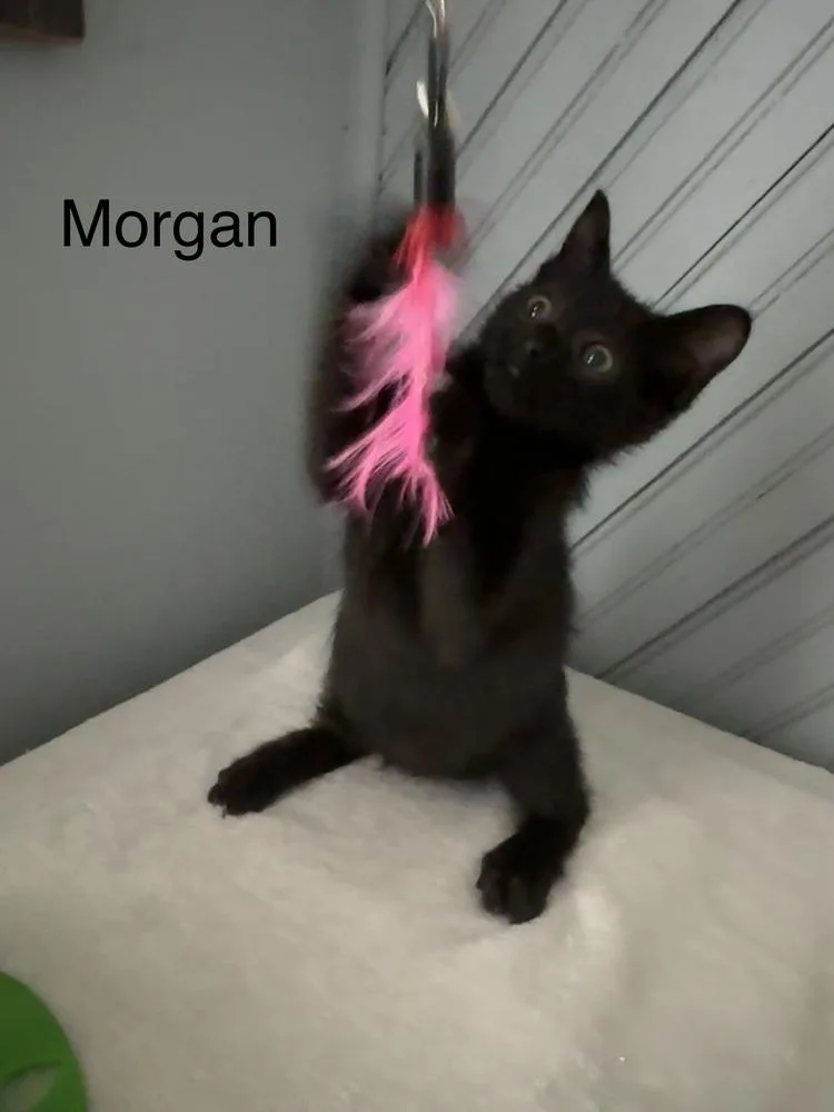 A baby small-sized male Black Domestic Short Hair cat named Morgan for adoption in Groveland, MA