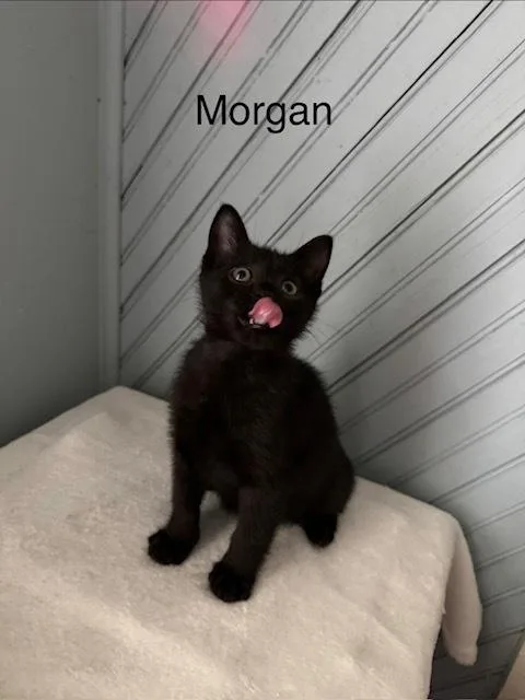 Morgan thumbnail 2