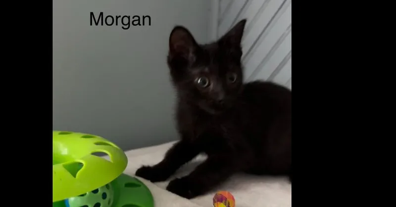 Morgan thumbnail 3