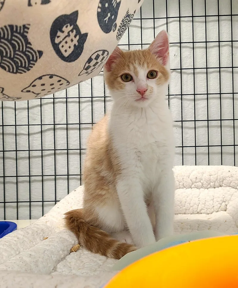 A baby medium-sized male Buff & White Domestic Short Hair cat named Lincoln & Teddy for adoption in Kirkland, WA