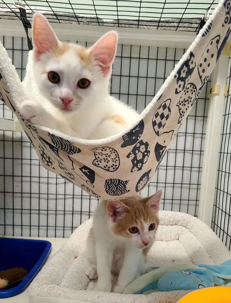 Lincoln & Teddy thumbnail 2