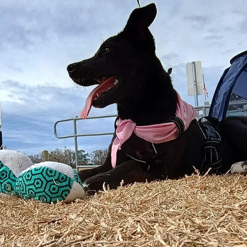 Missy Ii thumbnail 3