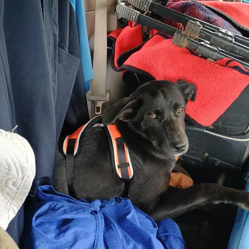 Missy Ii thumbnail 4