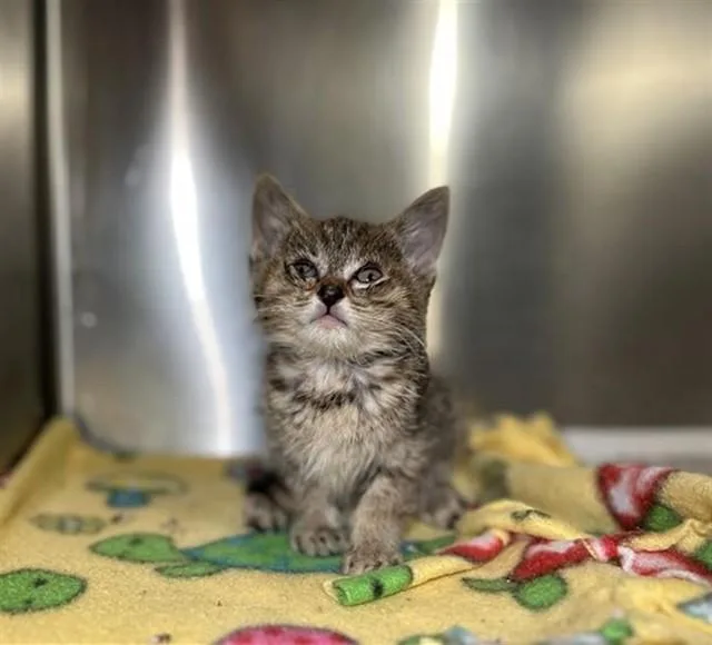 A baby small-sized female Domestic Short Hair cat named Peanut for adoption in Riverside, CA