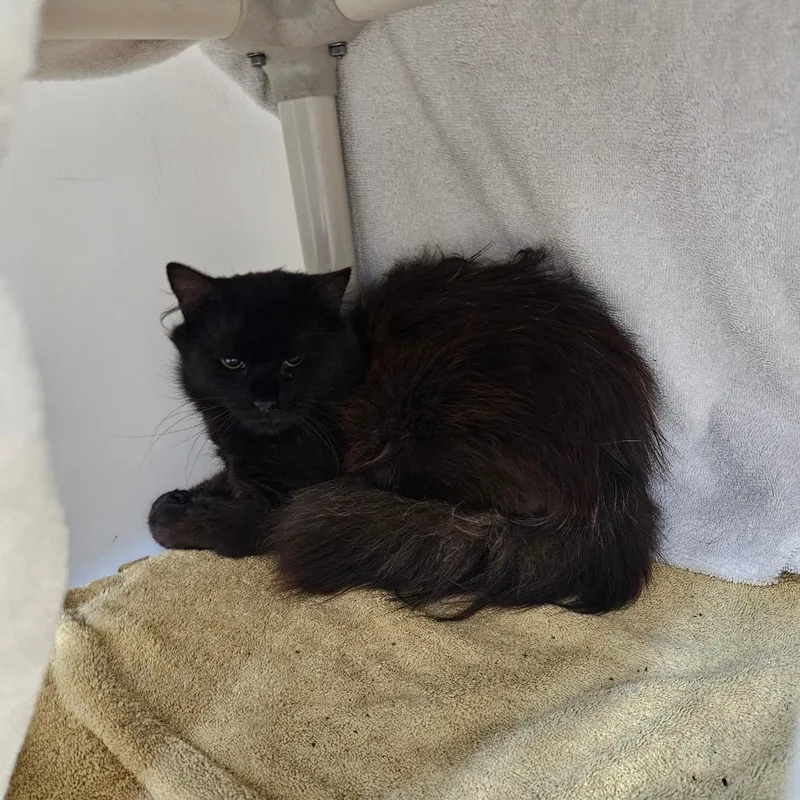 An adult medium-sized male Black Domestic Medium Hair cat named Wisper for adoption in Ridgely, MD