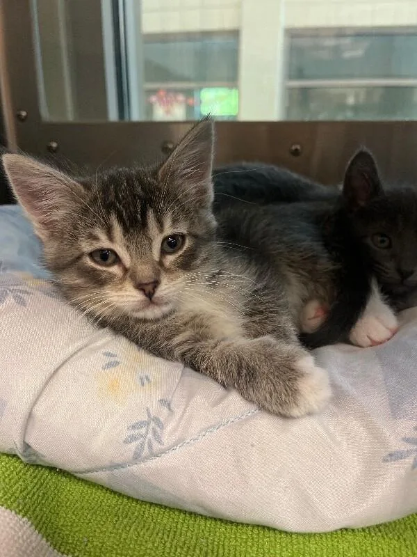 A young medium-sized female Tabby (Gray / Blue / Silver) Domestic Short Hair cat named M&m for adoption in Disputanta, VA