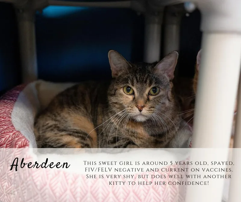 An adult medium-sized female Tabby (Brown / Chocolate) Domestic Short Hair cat named Aberdeen for adoption in Junction City, KS
