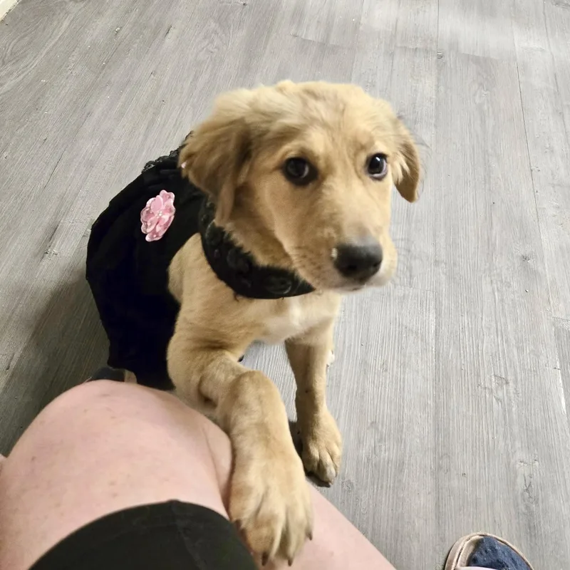 A baby medium-sized female Golden Retriever dog named Sekhmet for adoption in New York, NY