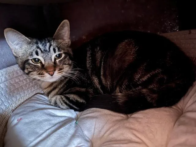 A young medium-sized female Domestic Short Hair cat named Murdoc And Tootie for adoption in Denver, CO