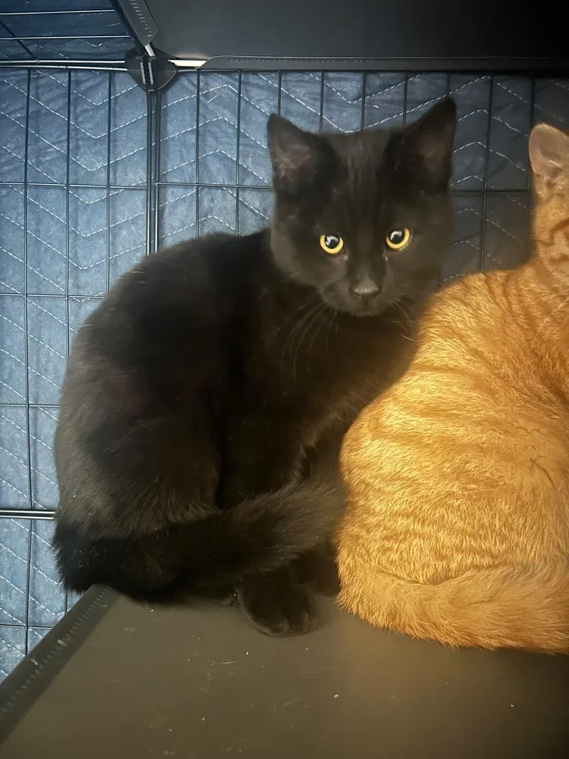 Murdoc And Tootie thumbnail 2