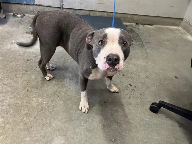 A young large-sized female Pit Bull Terrier dog named Roxie for adoption in Camarillo, CA