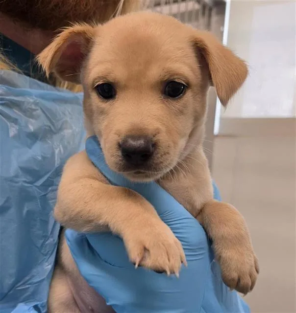 A baby medium-sized female Husky dog named Salami for adoption in San Antonio, TX