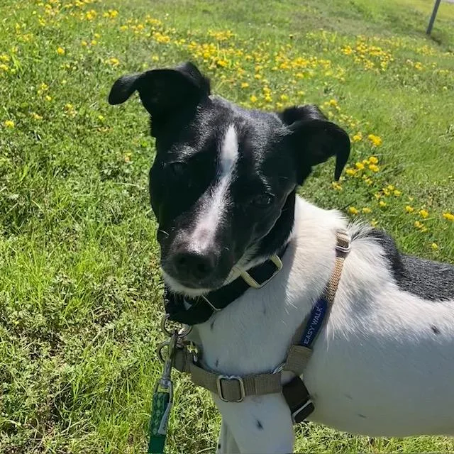 An adult small-sized female Rat Terrier dog named Lucy for adoption in Methuen, MA
