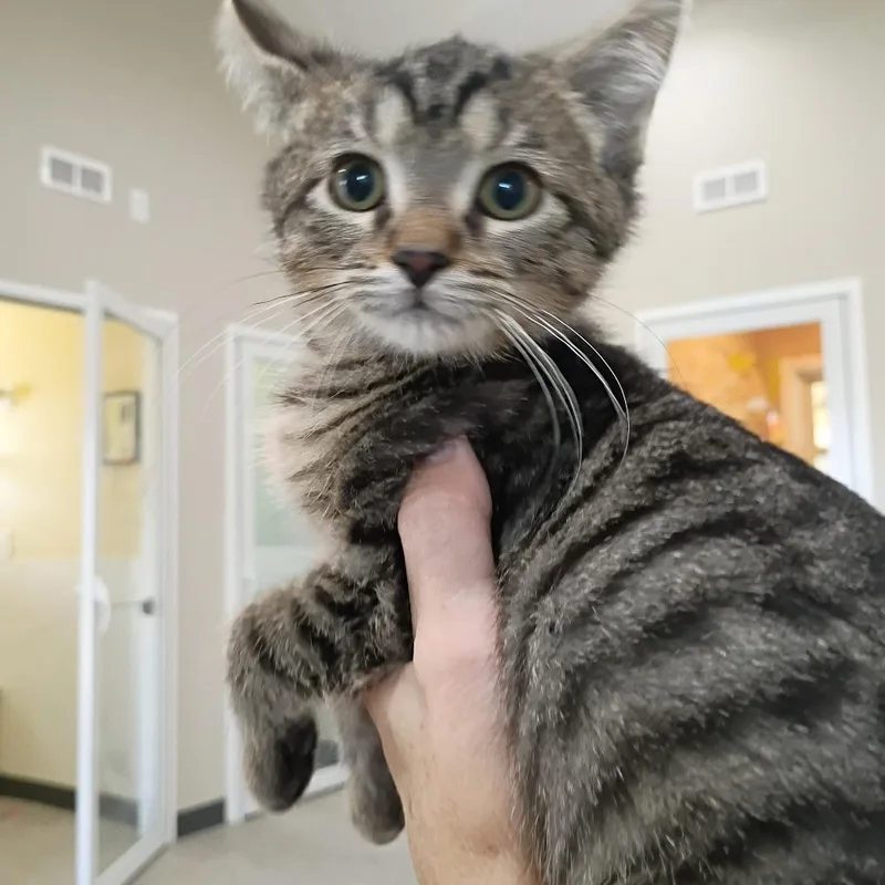 A baby small-sized male Domestic Short Hair cat named Toto for adoption in Muncie, IN
