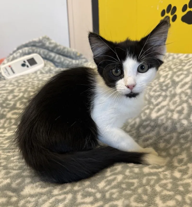 A baby small-sized male Domestic Medium Hair cat named Dango for adoption in Lemoore, CA