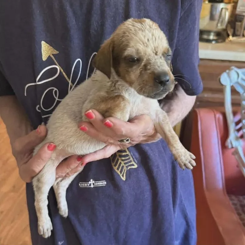 A baby large-sized female White / Cream Labrador Retriever dog named Orla for adoption in Alexandria, VA